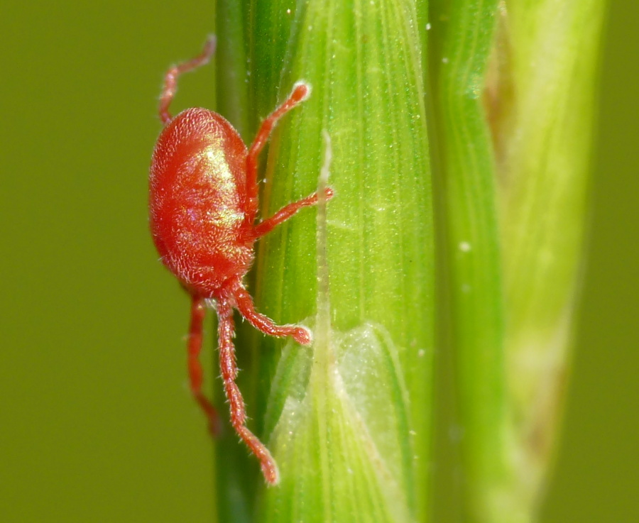 Erythraeidae